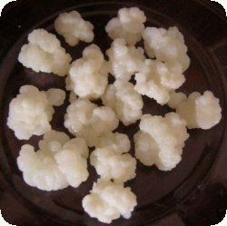 Granuli di Kefir pronti per essere messi nel latte